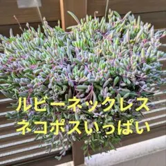 ルビーネックレス　長めカット苗　ネコポスの箱いっぱい!!　匿名配送　多肉植物