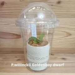 moon2様 リクエスト 3点 まとめ商品