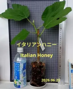 イチジク☆ Italian Honey　イタリアンハニーのサムネイル