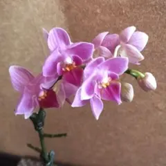 胡蝶蘭Phal. Summer Rose 花茎1本立ちを2株　8/6現在開花中 胡蝶蘭Phal. Summer Rose 花茎1本立ちを2株 8/6現在開花中 - メルカリ