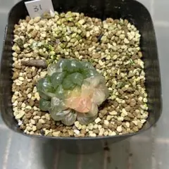 OZ様 リクエスト 3点 まとめ商品