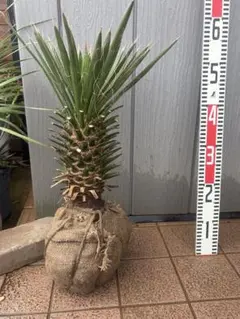 ユッカフィリフェラ （Yucca Filifera)発根済 #65 - メルカリ