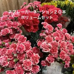 ドスコイ様 リクエスト 2点 まとめ商品