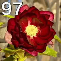 2026年最新】クリスマスローズ 開花株の人気アイテム - メルカリ