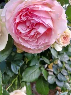 イングリッシュラベンダー 挿し穂 10本 宿根草 花 苗 - メルカリ