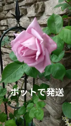 ミニティー様 リクエスト 2点 まとめ商品