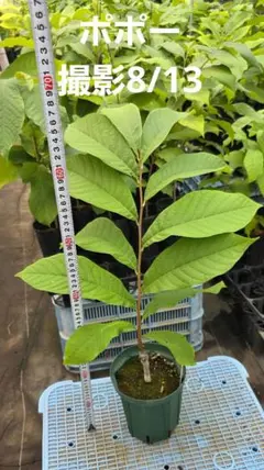 683〓超希少Peritassa campestris 熱帯果樹【限定1鉢】 683〓超希少Peritassa campestris 熱帯果樹【限定1鉢】 - メルカリ