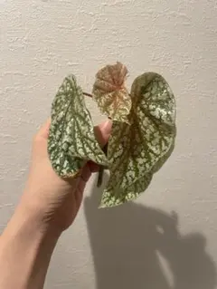 2025年最新】ベゴニアスノーキャップの人気アイテム - メルカリ