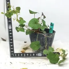 無農薬苗✨種付き苗✨6/24写真更新G11✨ビオララブラドリカ苗✨のサムネイル