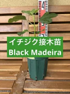 イチジクの良苗。Black Madeira KK - メルカリ
