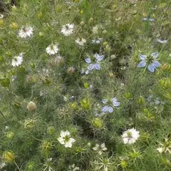ニゲラ 種　300粒