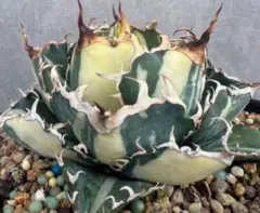 錦玉園×中村園×アプラナータ 長野由来の希少株 チタノタ厳選3点セットセット 錦玉園×中村園×アプラナータ 長野由来の希少株 チタノタ厳選3点