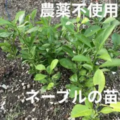 【農薬不使用】ネーブルオレンジの苗 抜き苗 みかん シンボルツリーに☆ ①