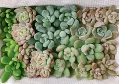 多肉植物　詰め合わせ　６種　カット苗
