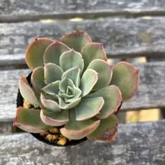 おっちゃん様 リクエスト 4点 まとめ商品