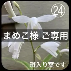 まめこ様 ご専用