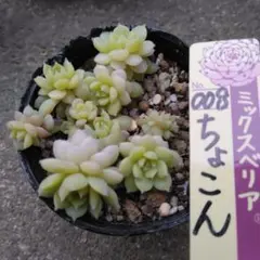 2026年最新】おらいさん苗 ちょこんの人気アイテム - メルカリ