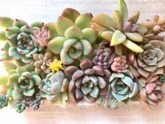 多肉植物 カット苗詰め合わせ 寄せ植えセット 《73》 エケベリア 多肉弁当