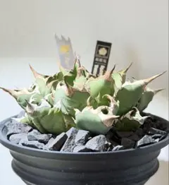 2026年最新】姫厳竜の人気アイテム - メルカリ