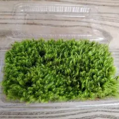 もっくん☆プロフ必読様 リクエスト 2点 まとめ商品