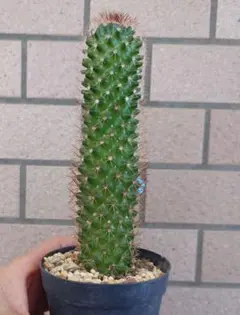 2026年最新】サボテンの花の人気アイテム - メルカリ