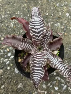 2025年最新】cryptanthusの人気アイテム - メルカリ