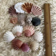 貝殻セット １５個　自然素材