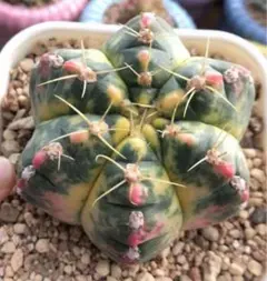 m*y様 王冠竜　12号 現品】サボテン・王冠竜 フェロカクタス（おうかんりゅう） 12号