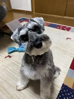 時籐 佐那玖 プロフ必読様専用です　お間違えないか2枚目画像確認お願いいたします