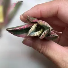スナグルトゥース　❽のサムネイル