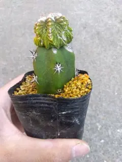 アズテキウム　花籠　2.5号ポットつき　破格3株セット❗　④ アズテキウム 花籠 2.5号ポットつき 破格3株セット❗ ④ - メルカリ