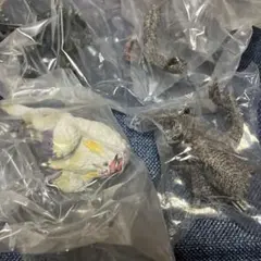 ヌ・エグドラ　ドドブランゴ2点セット