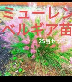 2026年最新】ミューレンベルギアの人気アイテム - メルカリ