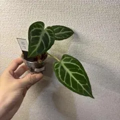 Anthurium SKG Silver✖️Pinkveilのサムネイル