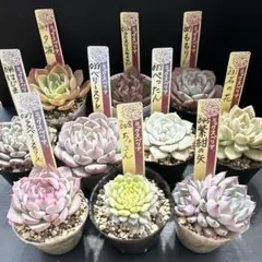 2026年最新】おらいさん苗 円の人気アイテム - メルカリ