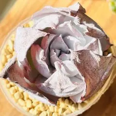 レオリオ0133様 リクエスト 2点 まとめ商品