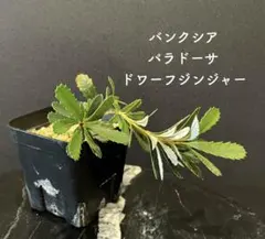 MNNK様 リクエスト 2点 まとめ商品