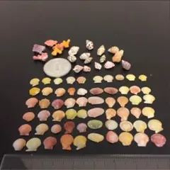 沖縄産 貝殻  カラフルシェルSSS &サンゴセット