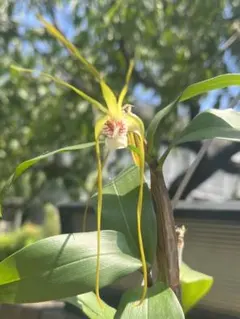 2025年最新】洋蘭 原種の人気アイテム - メルカリ