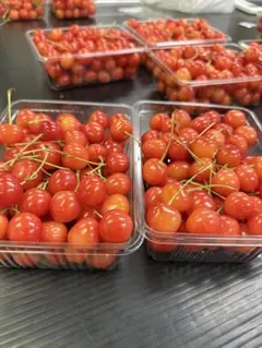 山形県産 さくらんぼ 佐藤錦　訳あり　送料込み2500円のサムネイル
