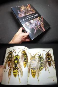 田淵行男！小さなラガーたち！アシナガバチの生態！　　　 　　検高山蝶大雪の蝶標本 2026年最新】田淵行男 高山蝶の人気アイテム - メルカリ