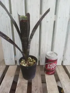 Rui様 リクエスト 2点 まとめ商品