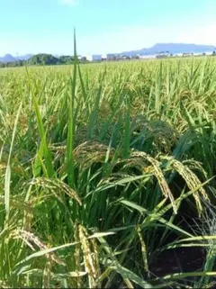 もっちり甘い別府さん家の『ひのひかり』10キロ　大分県産♪【精米】のサムネイル