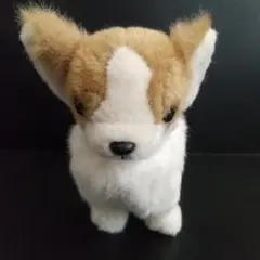 犬 チワワ