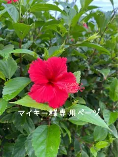 ZARA ミントグリーン カーディガン S