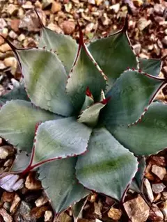 ごくうさま確認用　パラサナ　実生株 ごくうさま確認用 パラサナ 実生株