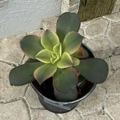 ももはる様 リクエスト 3点 まとめ商品