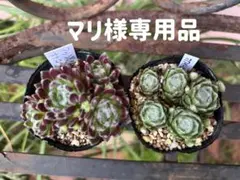 アッシェーズオブローゼスとホワイトレディース　ガゼル　3ポット抜き苗のサムネイル