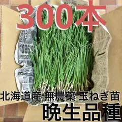 北海道産 玉ねぎ 苗 600本 無農薬 晩生品種 北もみじ2000 - メルカリ