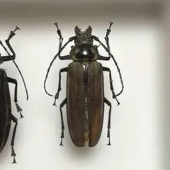 103mm】Xixuthrus isyuniarkoi スジバネカミキリ 標本 - メルカリ